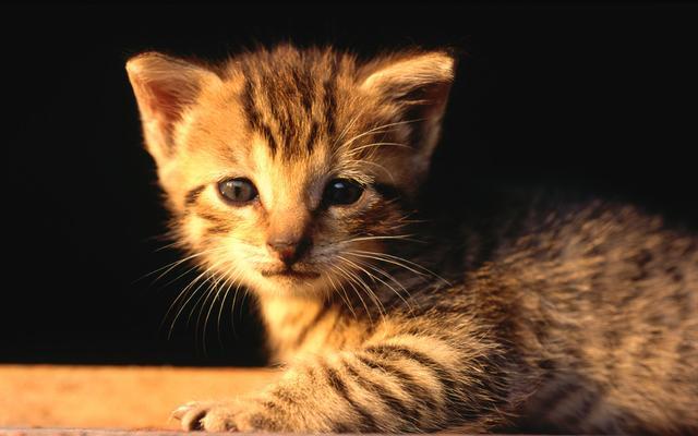 吸猫上瘾,最宠爱猫咪的四大星座男
