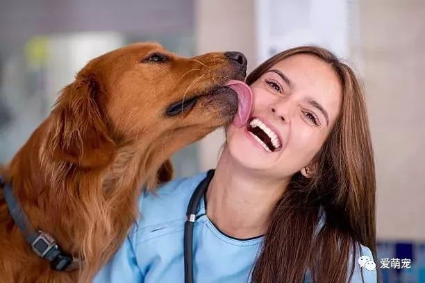 狗狗舔你是因为喜欢你?错!愚蠢的人类~