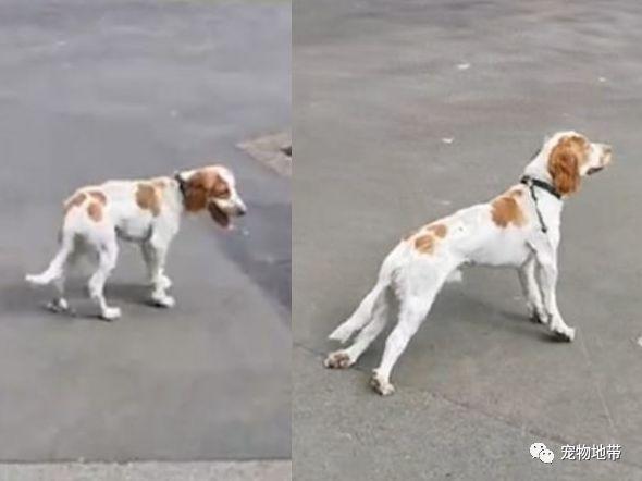 狗狗患罕见疾病 一见到鸭子就四肢僵硬昏倒在地
