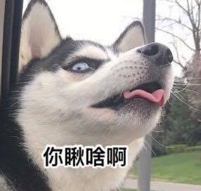 仓鼠右腿摔骨折,医生花费2小时为它打石膏:李时珍的皮