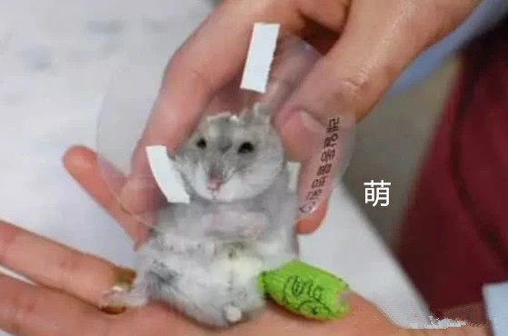 仓鼠右腿摔骨折,医生花费2小时为它打石膏:李时珍的皮