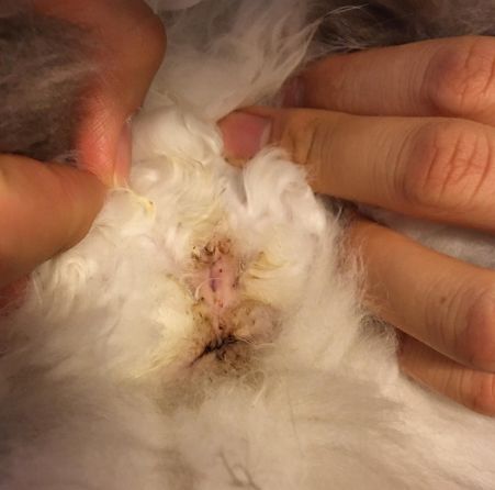 喜欢到处溜达的猫咪,被主人装上GPS定位,还开车接它回家~