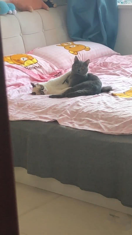 公猫将母猫压在身下,中途发现有人偷窥,母猫:别闹了,有人看着