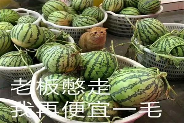橘猫帮主人卖西瓜,因营销方式独特而走红,喵:为这个家付出太多