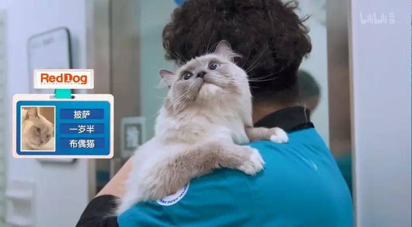 看完它,别回去撸秃了你家的猫