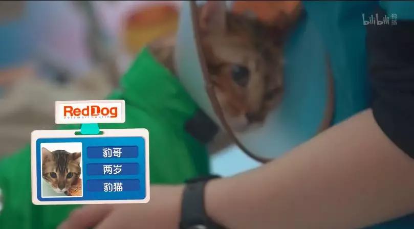 看完它,别回去撸秃了你家的猫