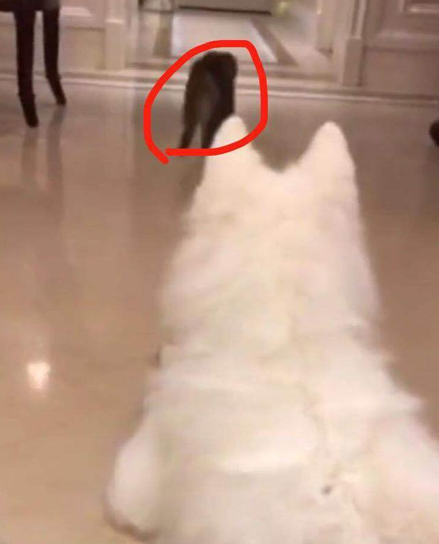 一只和萨摩生活的猫,一直认为自己是条狗,已经失去了做猫的尊严