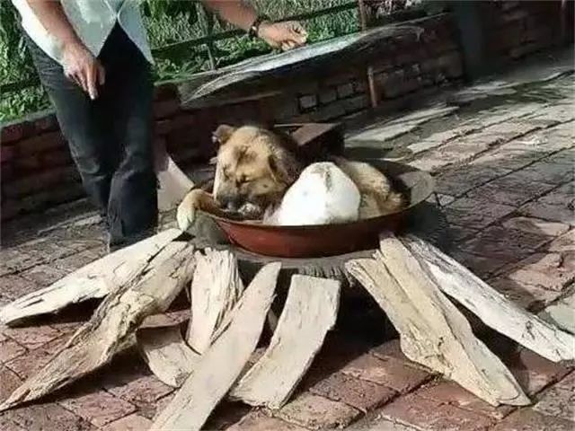 主人架锅烧水,狗狗看到后主动躺进锅里,还把家里的兔子拉了进去