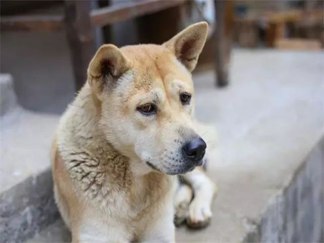 主人架锅烧水,狗狗看到后主动躺进锅里,还把家里的兔子拉了进去
