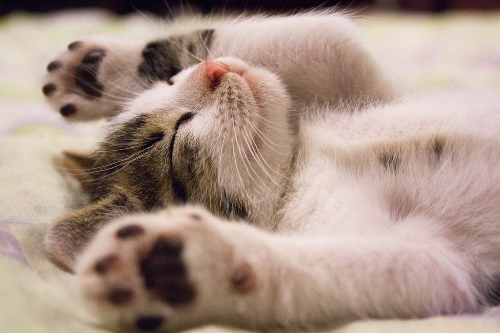 猫咪呕吐很常见,但引起呕吐的原因你都知道吗?