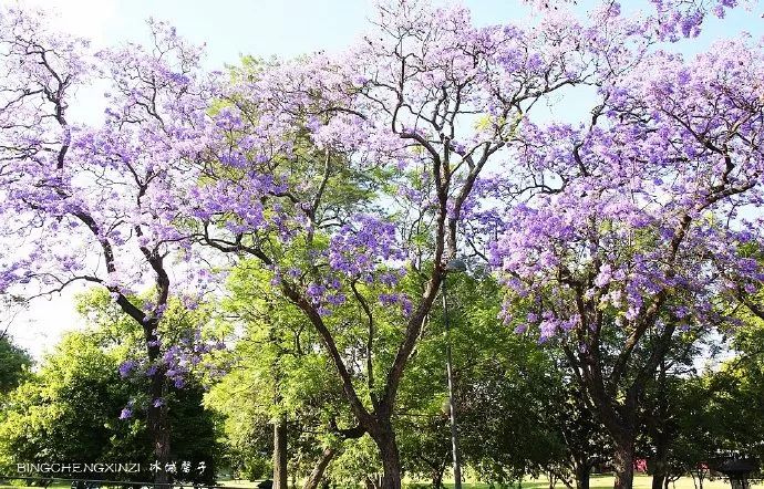 【葡萄牙】里斯本用蓝花楹招待了我们
