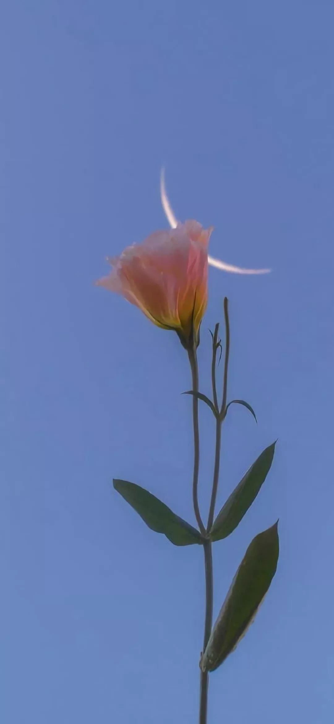 辽沈名师苗德志绘画班 讲授齐白石秘不示人技法