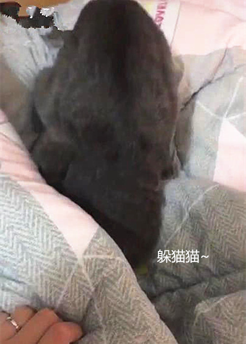猫咪把头埋在被子里,女子觉得奇怪,拎出来后果然有事儿
