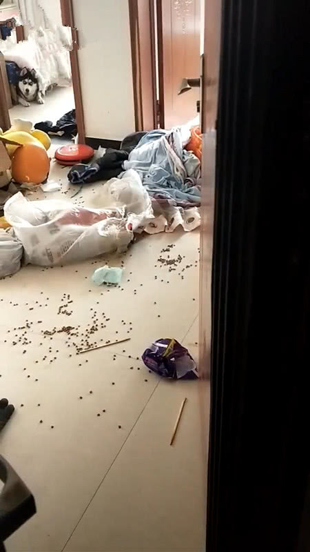 哈士奇拆躲在床底下,露出羞愧表情,二哈:不好意思,又把家拆了