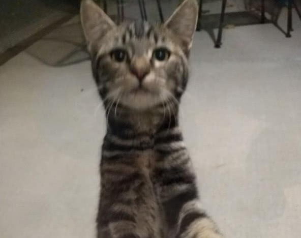 流浪猫每日在窗外守着,本以为是讨食吃,背后真相却感动众人