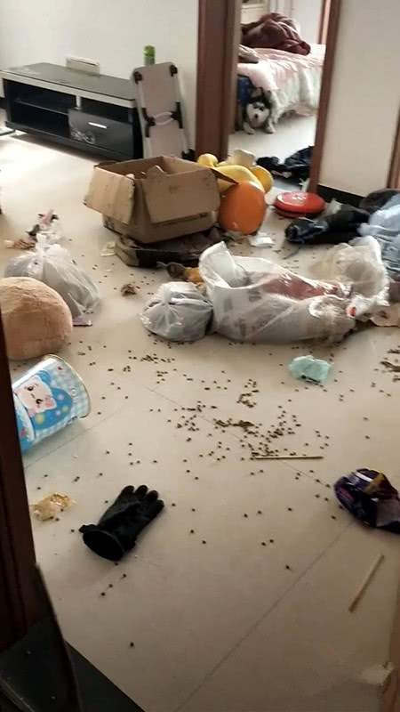 哈士奇拆躲在床底下,露出羞愧表情,二哈:不好意思,又把家拆了