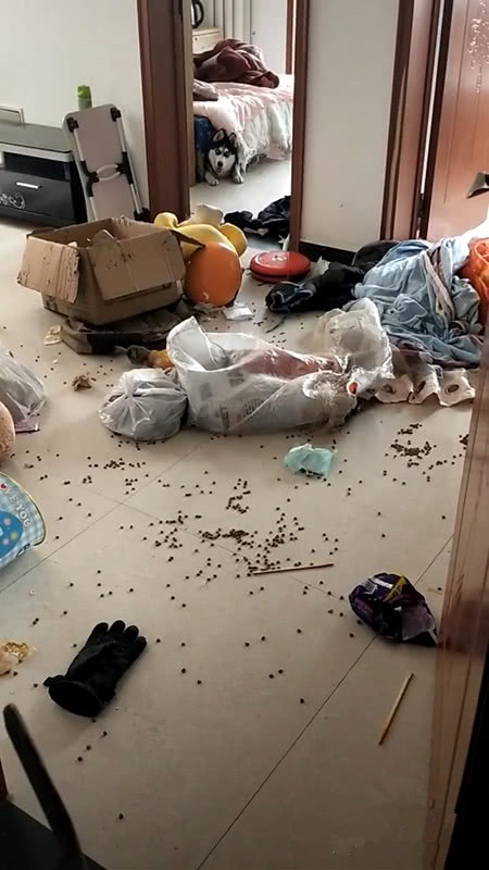 哈士奇拆躲在床底下,露出羞愧表情,二哈:不好意思,又把家拆了