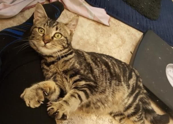 流浪猫每日在窗外守着,本以为是讨食吃,背后真相却感动众人