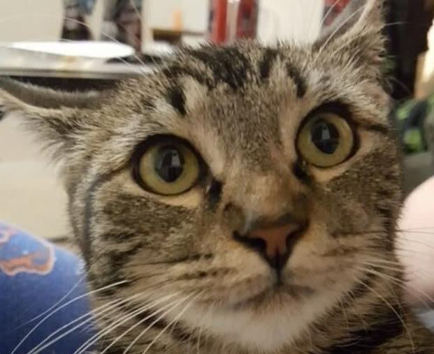 流浪猫每日在窗外守着,本以为是讨食吃,背后真相却感动众人