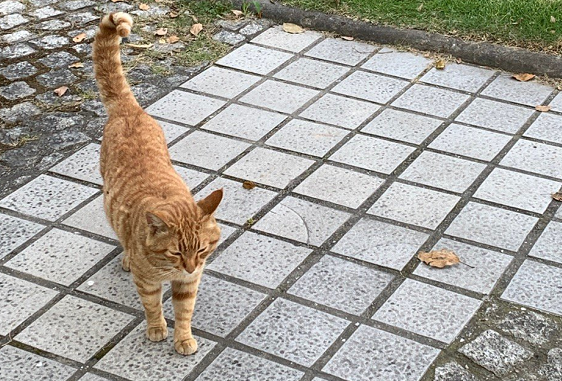 在猫咪心里,至少有五种情况能让它们离家出走,只有一个是因为爱