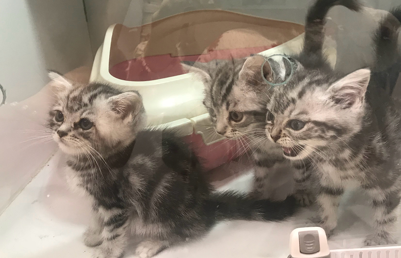 在猫咪心里,至少有五种情况能让它们离家出走,只有一个是因为爱