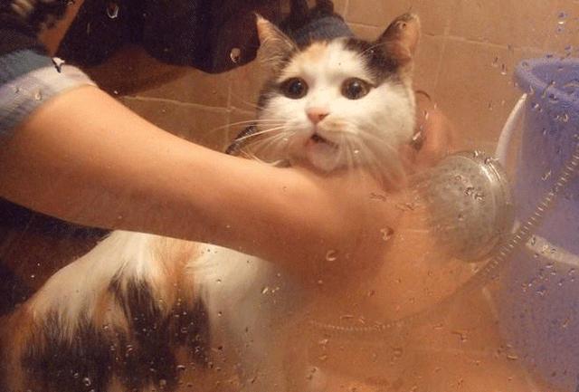 铲屎官将奶猫用毛巾裹成萌猫卷,正式宣布现已加入吸猫全家桶