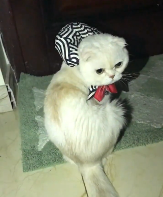 在猫咪心里,至少有五种情况能让它们离家出走,只有一个是因为爱