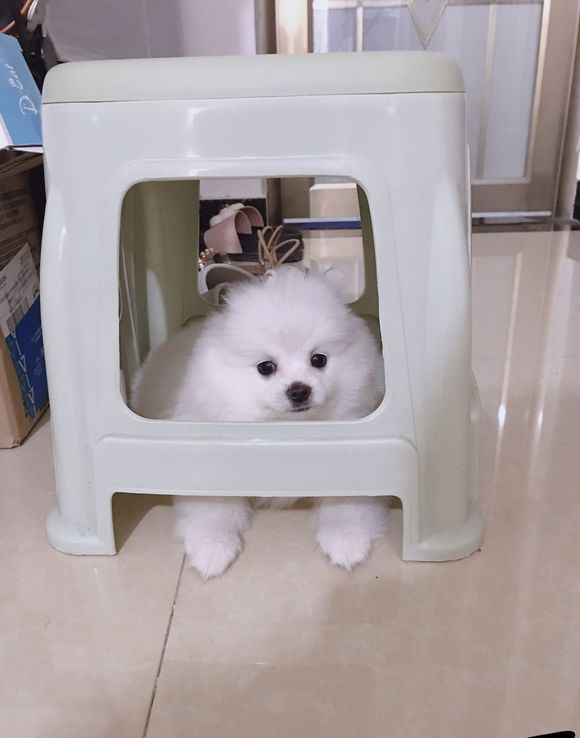 自从养了博美,每天回家看到它,都能把工作中烦恼的事抛到一边去