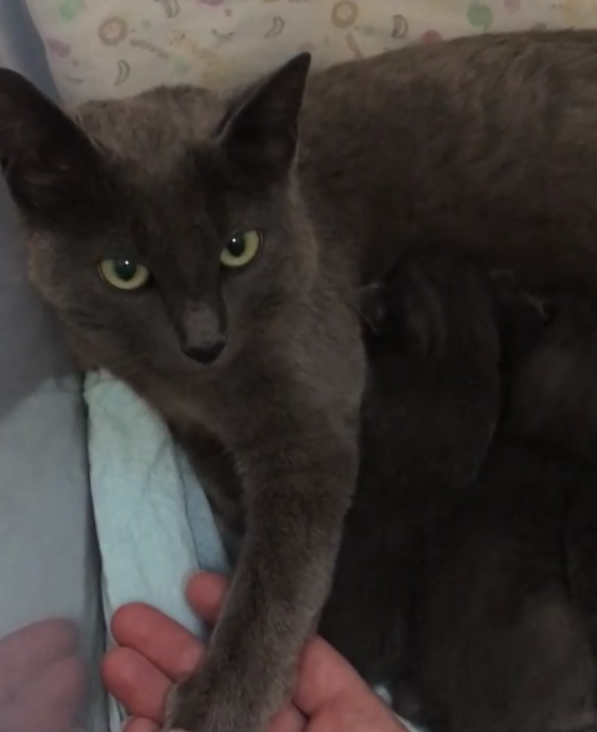 怀孕野猫被救,它拒绝任何人接触,却在生下小猫的那天发生了改变