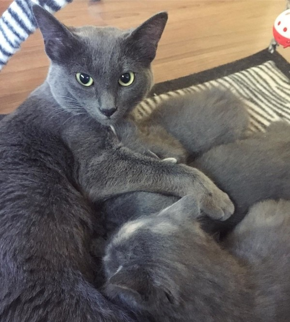 怀孕野猫被救,它拒绝任何人接触,却在生下小猫的那天发生了改变