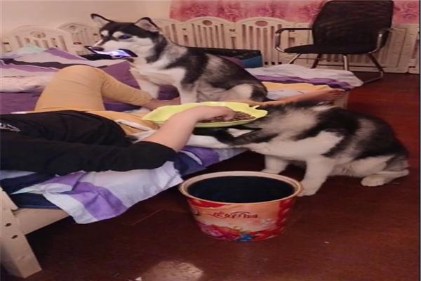 两只二哈今年才一岁,总向主人“献殷勤”,混口饭吃果然不容易!