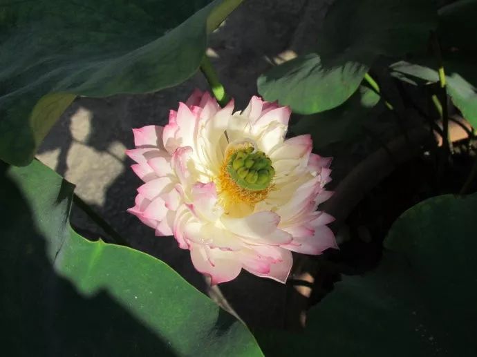 圆明园百年沉睡古莲开花!荷花、睡莲、莲花分不清?一张图看懂2000个品种