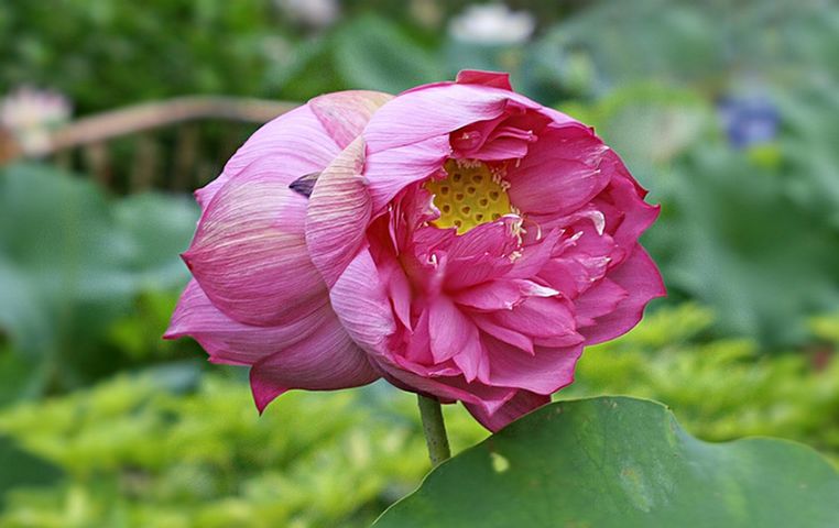 圆明园百年沉睡古莲开花!荷花、睡莲、莲花分不清?一张图看懂2000个品种