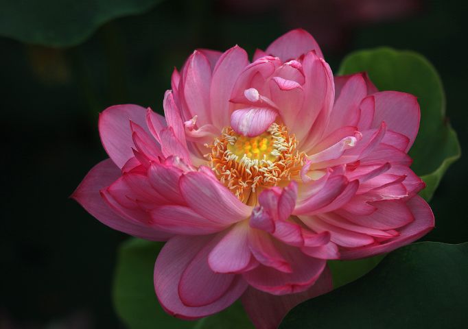 圆明园百年沉睡古莲开花!荷花、睡莲、莲花分不清?一张图看懂2000个品种