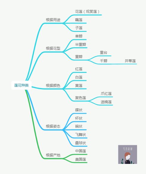 圆明园百年沉睡古莲开花!荷花、睡莲、莲花分不清?一张图看懂2000个品种