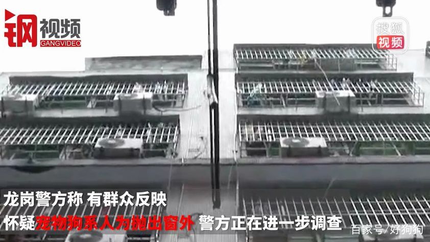 开出租遛狗?的哥:怕狗把车弄脏…