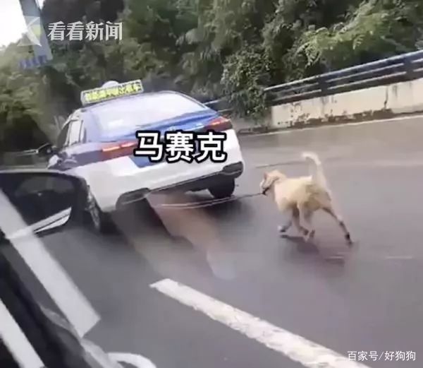 开出租遛狗?的哥:怕狗把车弄脏…