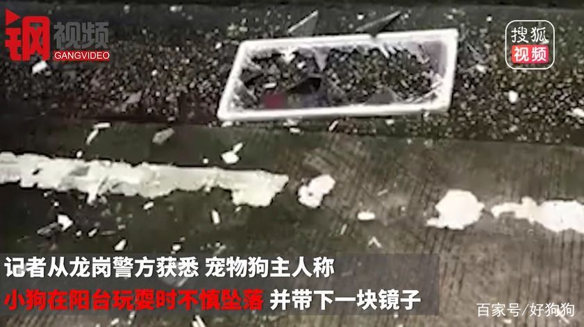 开出租遛狗?的哥:怕狗把车弄脏…