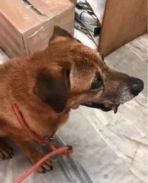13岁老狗被丢路边,发现自己被弃养,哭个不停…