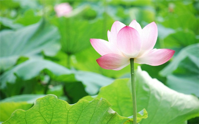 8月喜迎八方财,3生肖遇贵人,逢财神,日子富得流油!