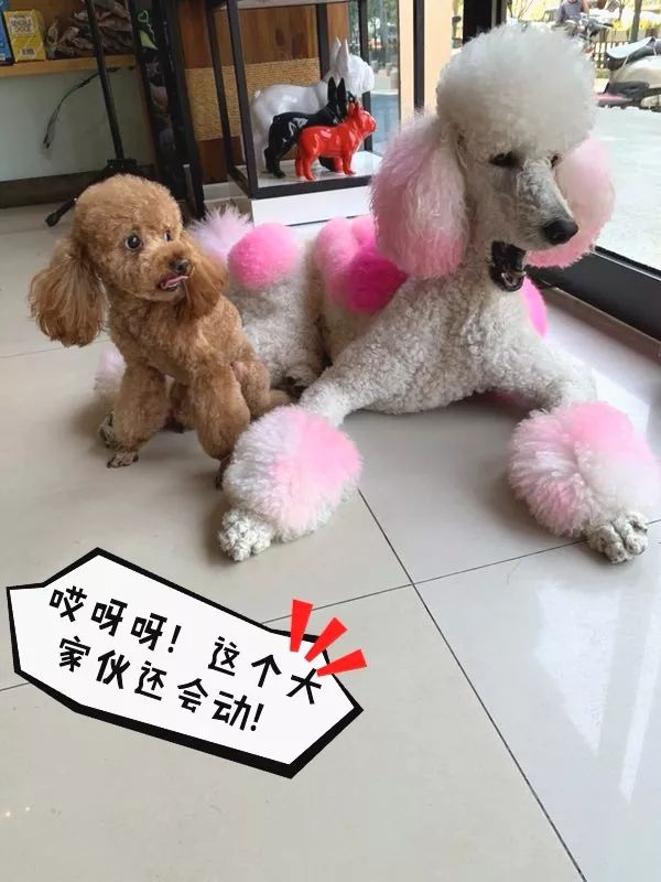 迷你小泰迪遇上巨贵,这才是最萌身高差!