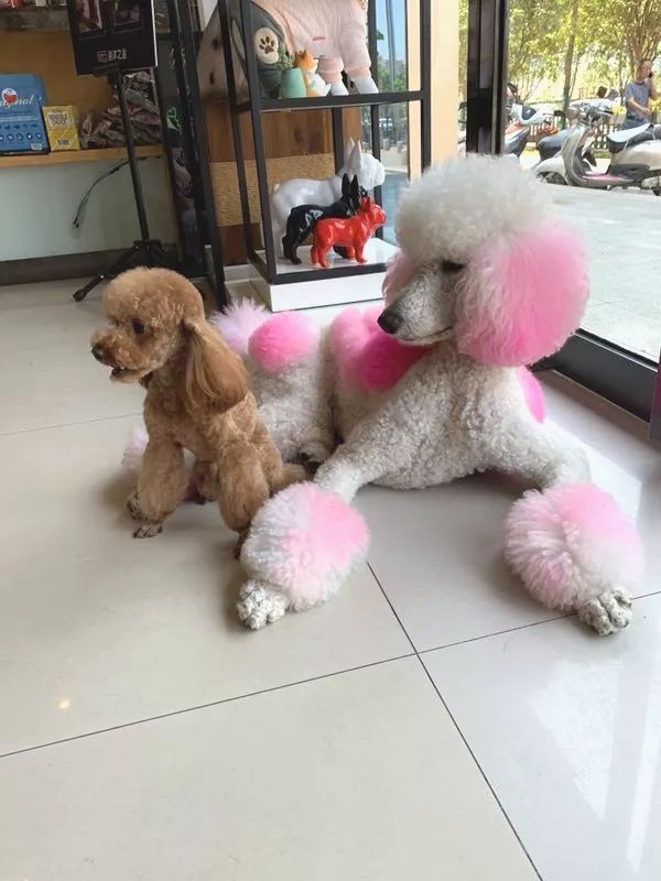 迷你小泰迪遇上巨贵,这才是最萌身高差!