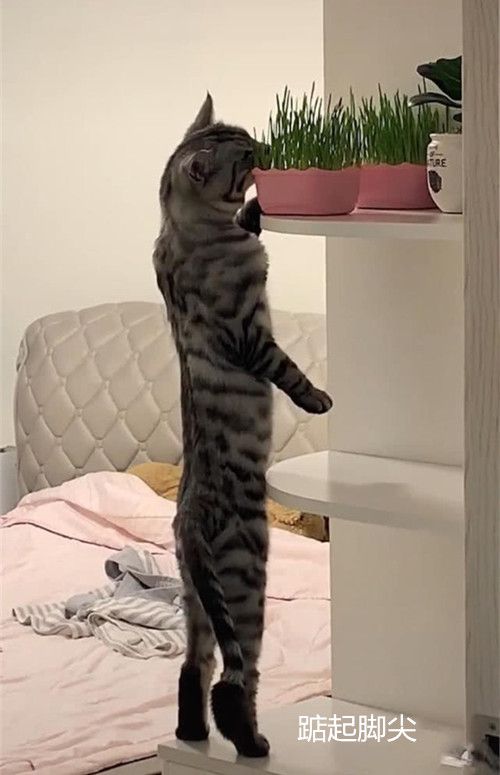 为了不让猫咪偷吃,女子将猫草放得老高,5分钟后一回头懵了