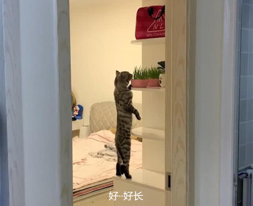 为了不让猫咪偷吃,女子将猫草放得老高,5分钟后一回头懵了