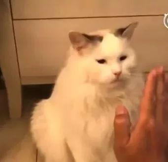 主人同狗狗握手,和同喵喵握手鲜明的对比主人好尴尬。