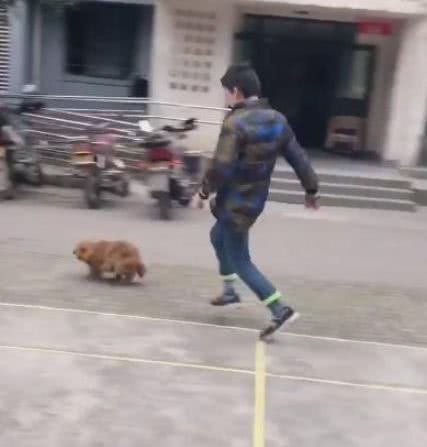 这小泰迪也太皮了,主人打球它就趁机抢球,让主人追着它玩游戏