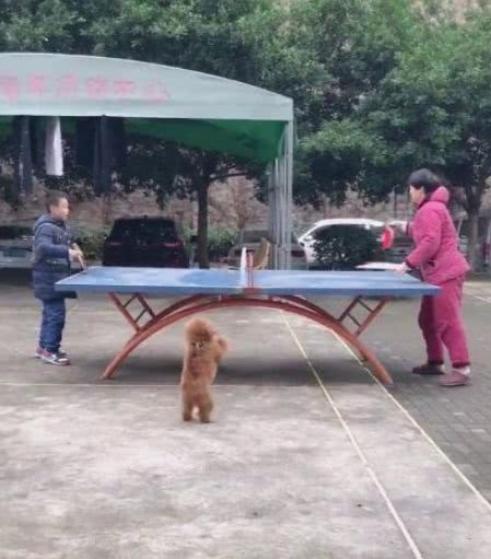 这小泰迪也太皮了,主人打球它就趁机抢球,让主人追着它玩游戏