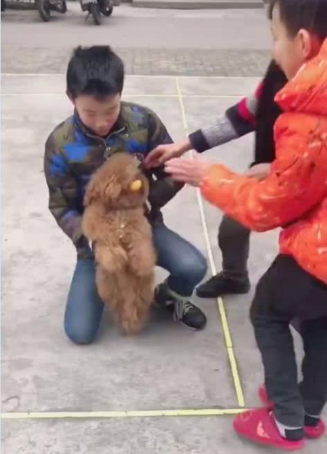 这小泰迪也太皮了,主人打球它就趁机抢球,让主人追着它玩游戏