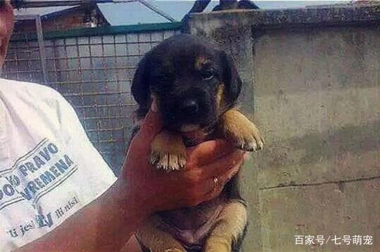 狗狗挖洞为主人守墓,2年后主人儿子拉出狗狗,眼前这幕令人心碎