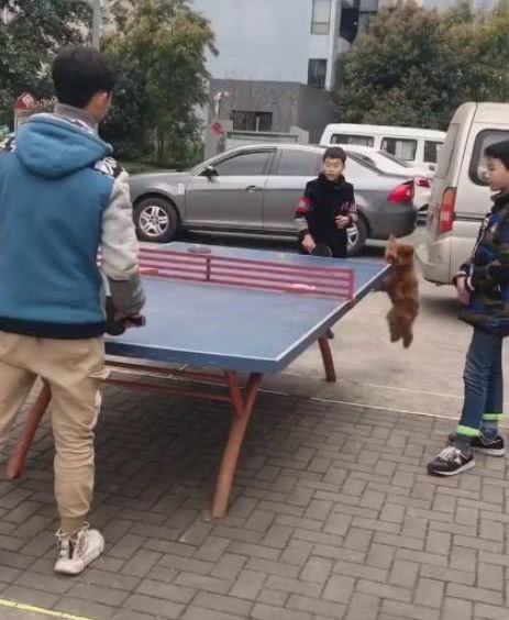 这小泰迪也太皮了,主人打球它就趁机抢球,让主人追着它玩游戏